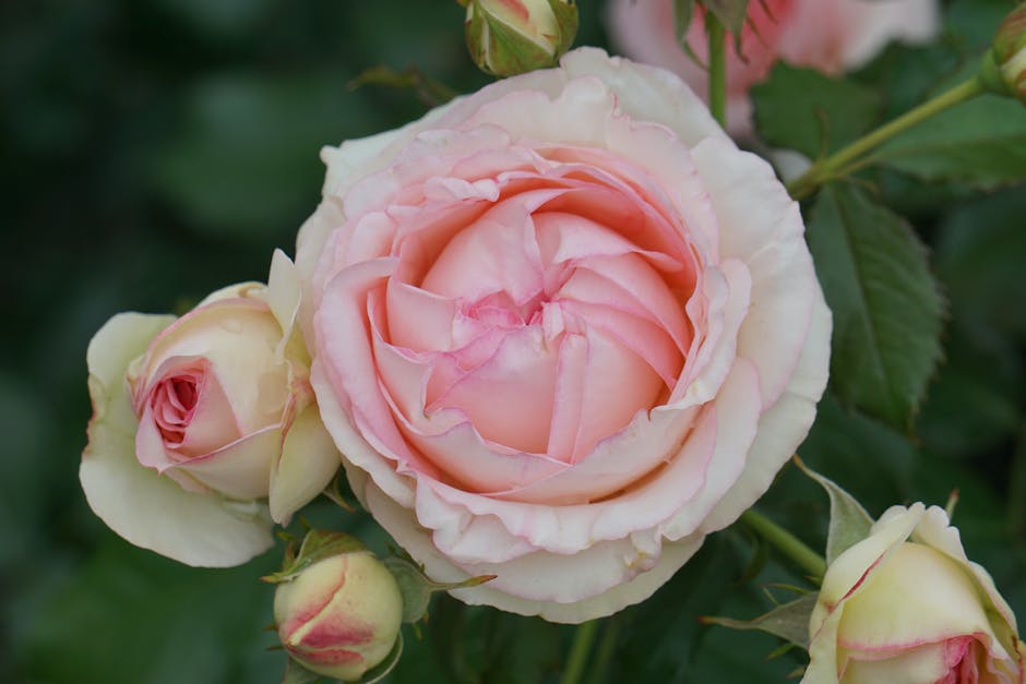 “A Rose” by Thomas Anschutz: A Subtle Masterpiece of Late 19th-Century American Art