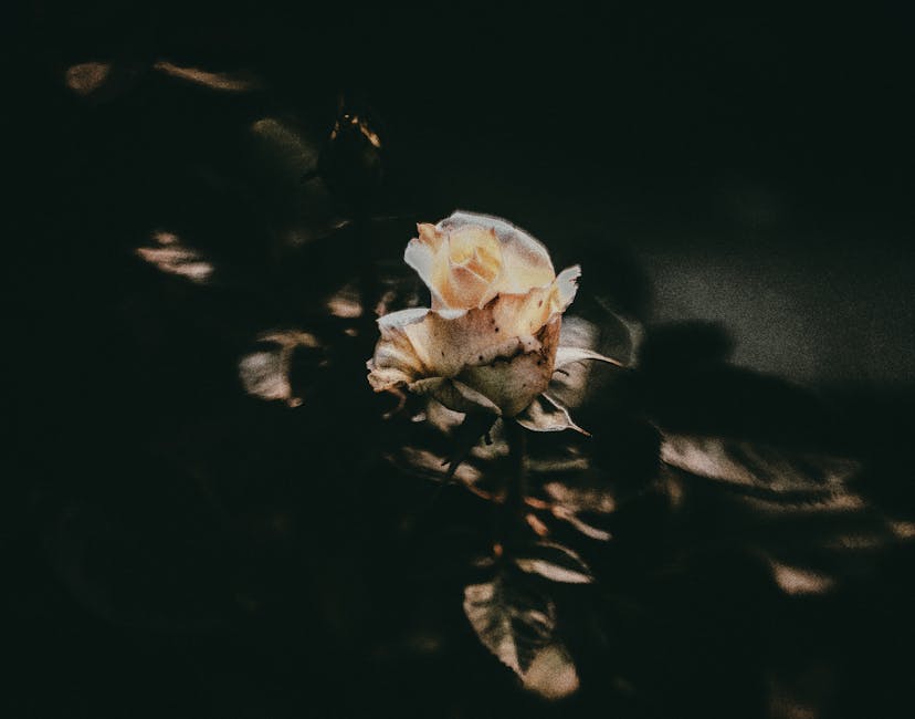 “A Rose” by Thomas Anschutz: A Subtle Masterpiece of Late 19th-Century American Art