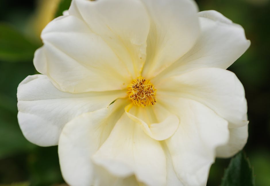“A Rose” by Thomas Anschutz: A Subtle Masterpiece of Late 19th-Century American Art